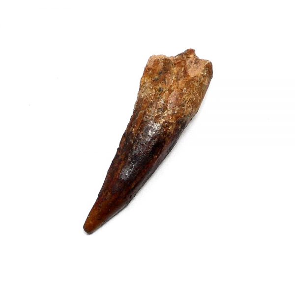 Steneosaurus Tooth Fossils fossil