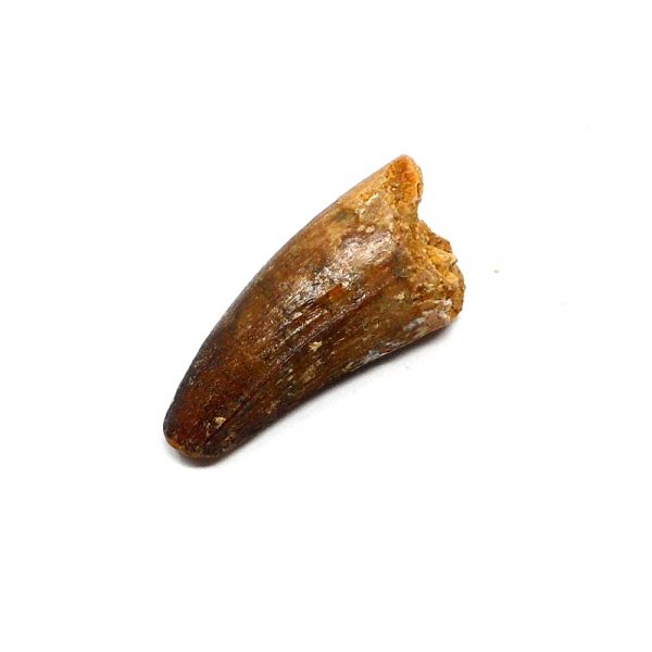 Steneosaurus Tooth Fossils fossil