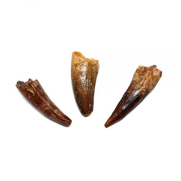 Steneosaurus Tooth Fossils fossil